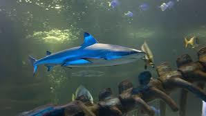 Hunstanton SEA LIFE Sanctuary